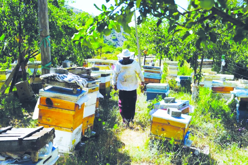 Yeni sistemle beraber arıcılık  büyük bir sektör haline gelecek