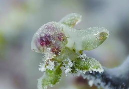 Zirai dondan etkilenen Antep fıstığı  üreticilerine destek ödemesi yapılacak