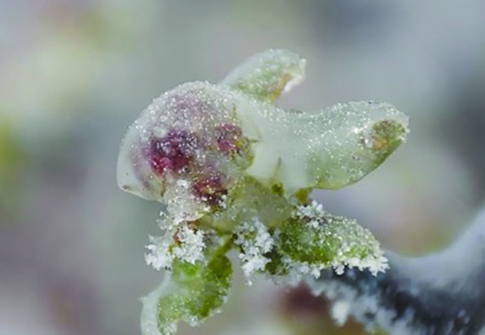 Zirai dondan etkilenen Antep fıstığı  üreticilerine destek ödemesi yapılacak