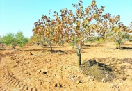 Nakdi destek 15 Ekim tarihine  kadar hesaplara yatırılmalı