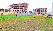 Tarım arazilerinin imara açılması arıcılık sektörünü olumsuz etkiliyor