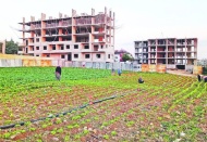 Tarım arazilerinin imara açılması arıcılık sektörünü olumsuz etkiliyor