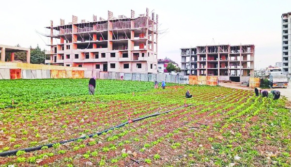 Tarım arazilerinin imara açılması arıcılık sektörünü olumsuz etkiliyor