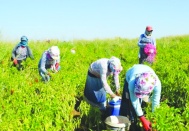 Sanayiciye verilen desteğin yüzde 50’si  çiftçiye verilse daha fazla üretim yapılır