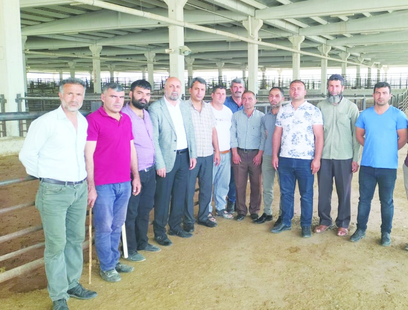 Hayvan başına 300-800 lira  arasında destekleme alınacak