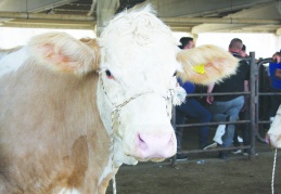 Büyükbaş erkek hayvanların yüzde 60’ı kesildi