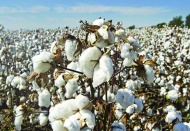 Pamuk çeşitlerinin geliştirilmesi  her zamankinden büyük önem taşıyor