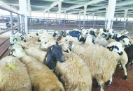 Son 4-5 yılda kentteki küçükbaş hayvan sayısı 80 bin azaldı