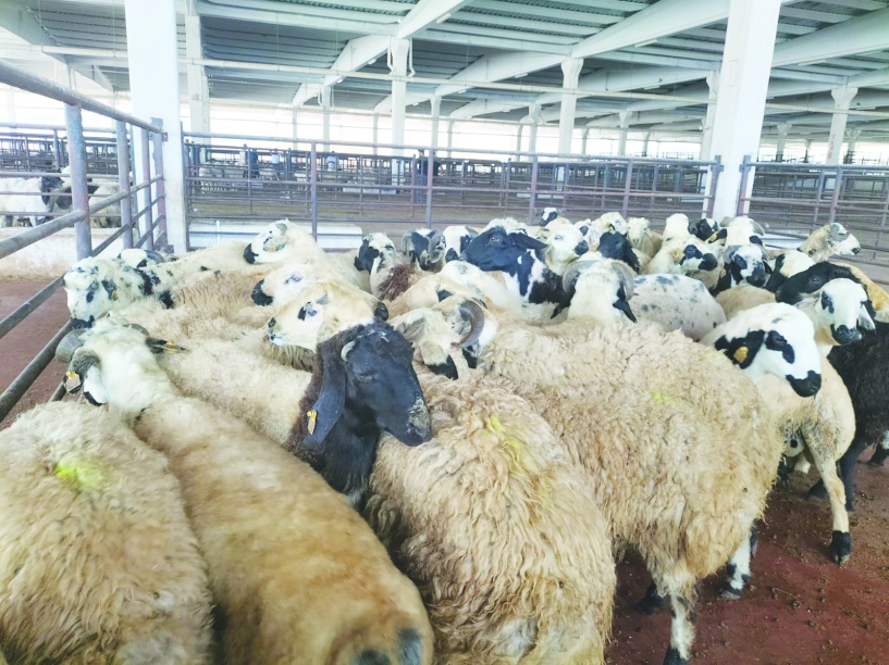 Son 4-5 yılda kentteki küçükbaş hayvan sayısı 80 bin azaldı