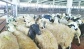 Son 4-5 yılda kentteki küçükbaş hayvan sayısı 80 bin azaldı