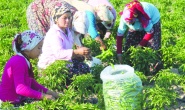 Kadın çiftçilerimiz, üretimin gerçek mimarlarıdır