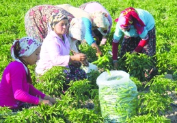 Kadın çiftçilerimiz, üretimin gerçek mimarlarıdır