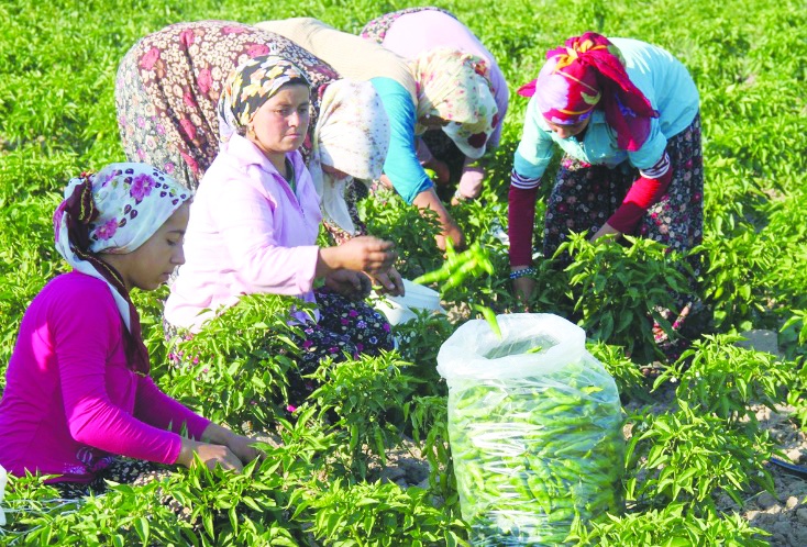 Kadın çiftçilerimiz, üretimin gerçek mimarlarıdır
