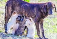 2025’in ilk 6 ayında en az 477 bin hayvanın yaşam hakkı ihlâl edildi