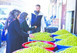 Her yerden zeytin alınmaz