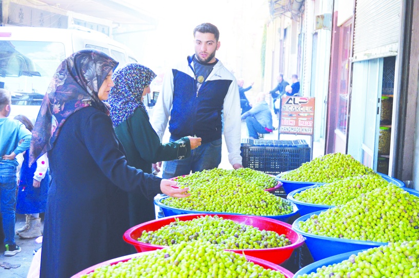 Her yerden zeytin alınmaz