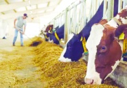 Hayvancılığı destekleme ödemeleri üç döneme bölündü...