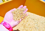 Sıfır gümrükle 1 milyon ton mısır ve 1 milyon ton arpa ithal edilecek