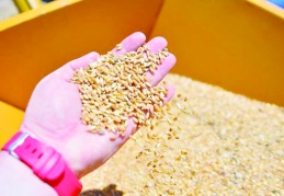 Sıfır gümrükle 1 milyon ton mısır ve 1 milyon ton arpa ithal edilecek