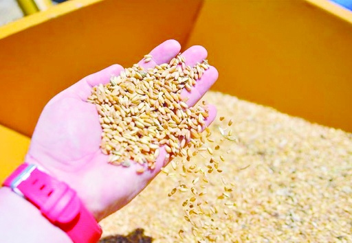 Sıfır gümrükle 1 milyon ton mısır ve 1 milyon ton arpa ithal edilecek