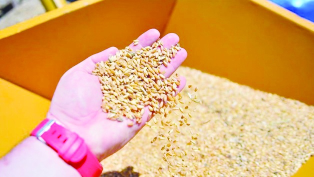 Sıfır gümrükle 1 milyon ton mısır ve 1 milyon ton arpa ithal edilecek