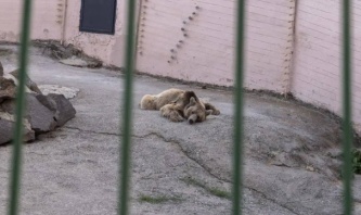 Hayvanat bahçesinde hayvanların koşulları için suç duyurusunda bulunuldu