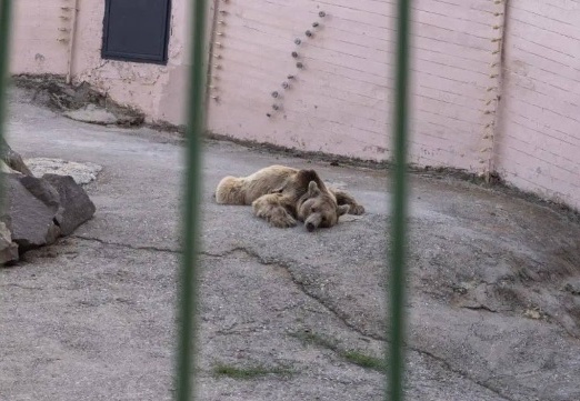 Hayvanat bahçesinde hayvanların koşulları için suç duyurusunda bulunuldu
