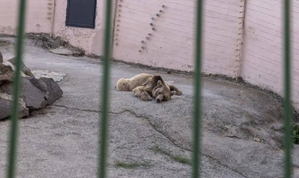 Hayvanat bahçesinde hayvanların koşulları için suç duyurusunda bulunuldu