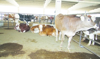 Türkiye hayvan ithalatında dünya ikincisi