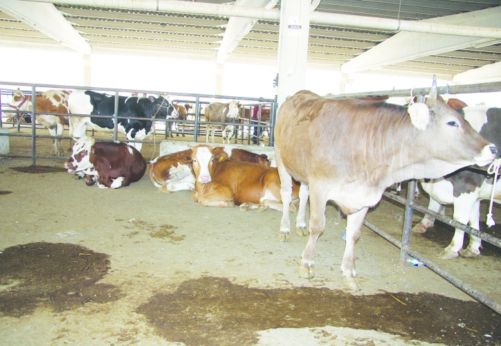 Türkiye hayvan ithalatında dünya ikincisi