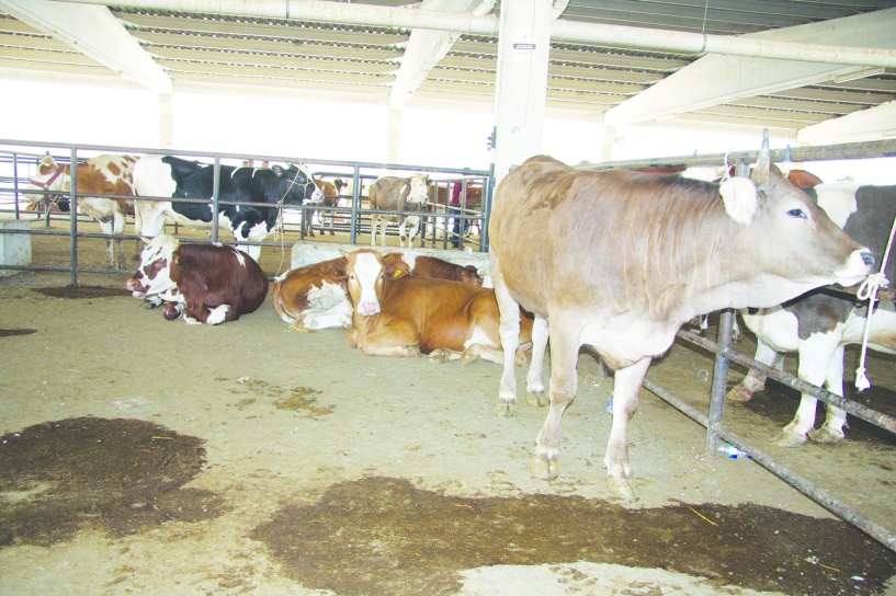 Türkiye hayvan ithalatında dünya ikincisi