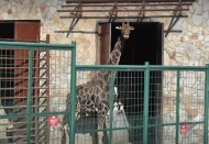 Zürafa 'Şakir' 32 yaşında hayatını kaybetti