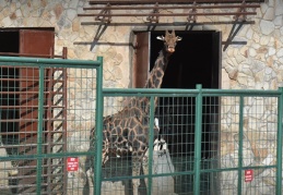 Zürafa 'Şakir' 32 yaşında hayatını kaybetti