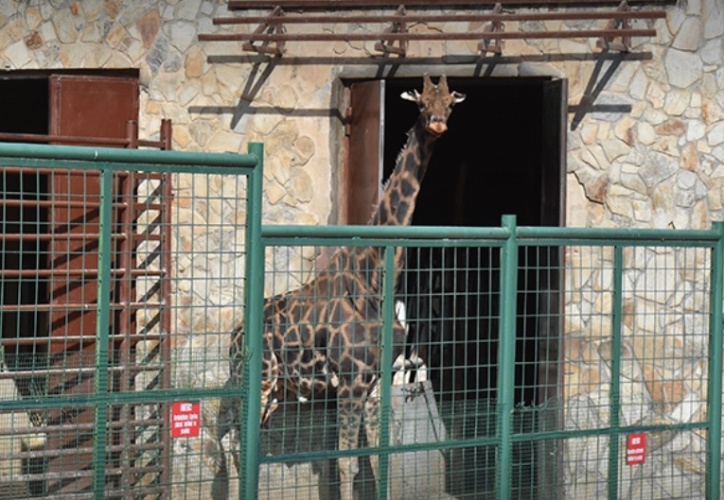 Zürafa 'Şakir' 32 yaşında hayatını kaybetti