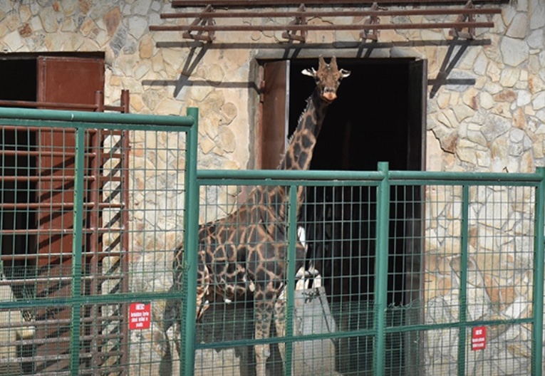 Zürafa 'Şakir' 32 yaşında hayatını kaybetti