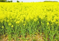 Bitki koruma ürünlerinde B-Reçete Takip Sistemi zorunluluğu başlıyor