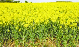 Bitki koruma ürünlerinde B-Reçete Takip Sistemi zorunluluğu başlıyor