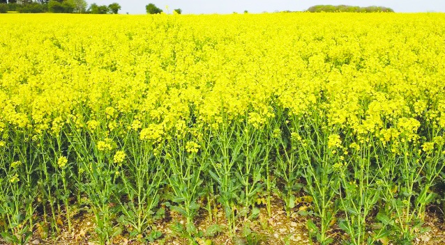 Bitki koruma ürünlerinde B-Reçete Takip Sistemi zorunluluğu başlıyor