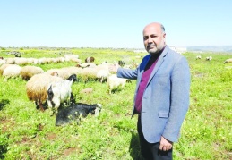 Küçükbaş hayvan  sayımız her yıl azalıyor