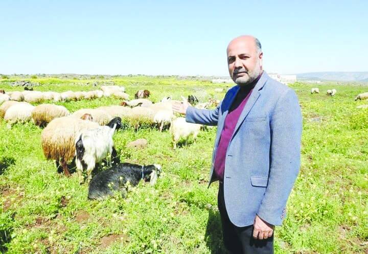 Küçükbaş hayvan  sayımız her yıl azalıyor