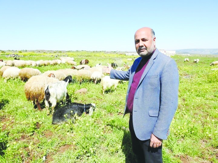 Küçükbaş hayvan  sayımız her yıl azalıyor