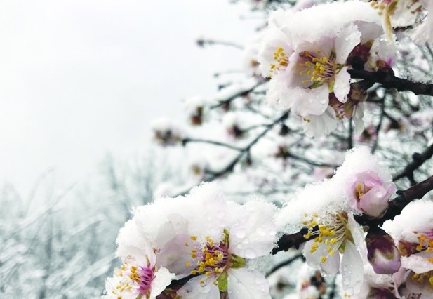 2025'i tahılda yüzde 12,3, meyvede yüzde 30,9 üretim düşüşüyle kapattık