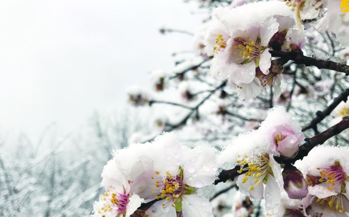 2025'i tahılda yüzde 12,3, meyvede yüzde 30,9 üretim düşüşüyle kapattık