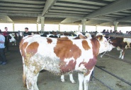 Ette kriz derinleşiyor