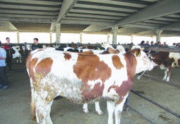 Ette kriz derinleşiyor