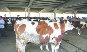 Ette kriz derinleşiyor