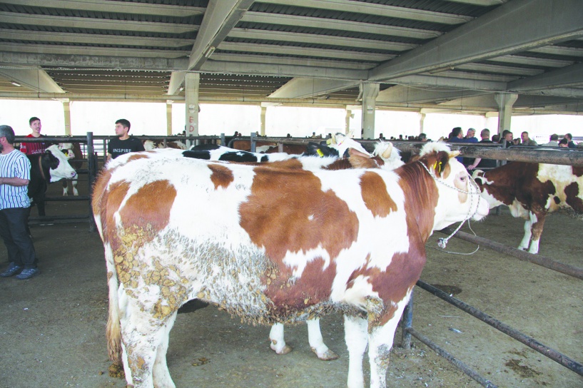 Ette kriz derinleşiyor