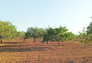 “Toprağı korumadan suyu, gıdayı ve adaleti koruyamayız”