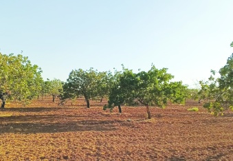 “Toprağı korumadan suyu, gıdayı ve adaleti koruyamayız”