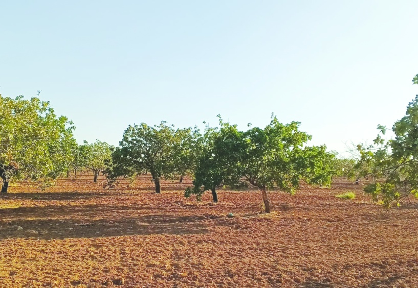 “Toprağı korumadan suyu, gıdayı ve adaleti koruyamayız”
